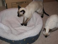 more kittens